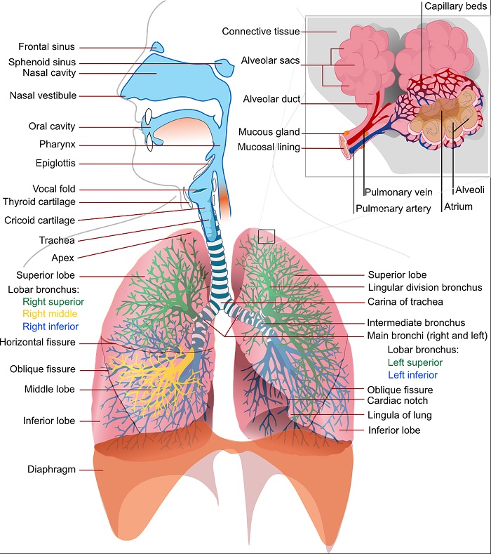 Étudier la respiration en CM2